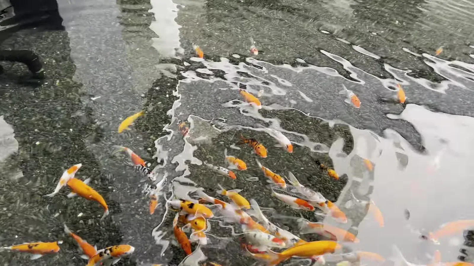 Koi in one of the ponds in the gardens at The Sira Lombok
